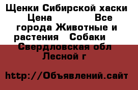 Щенки Сибирской хаски › Цена ­ 18 000 - Все города Животные и растения » Собаки   . Свердловская обл.,Лесной г.